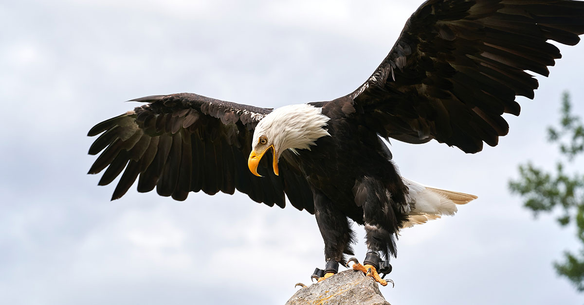 How To Attract Eagles To Your Property The Garden Magazine