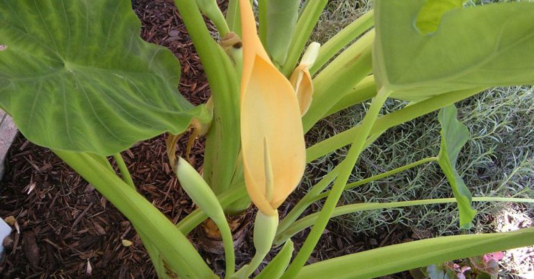 How To Get Rid Of Elephant Ears - Featured image