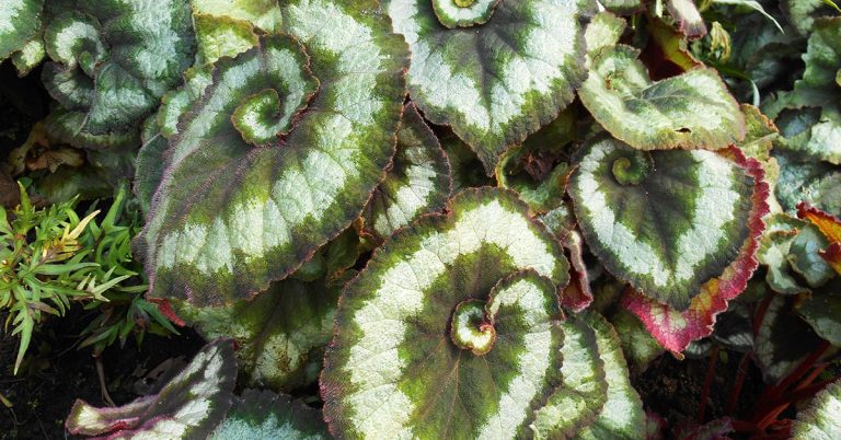 Escargot Begonia Planting, Care, & Propagation Guide - Featured image