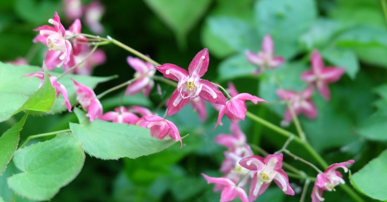 How To Get Rid Of Goat Weed - Featured image