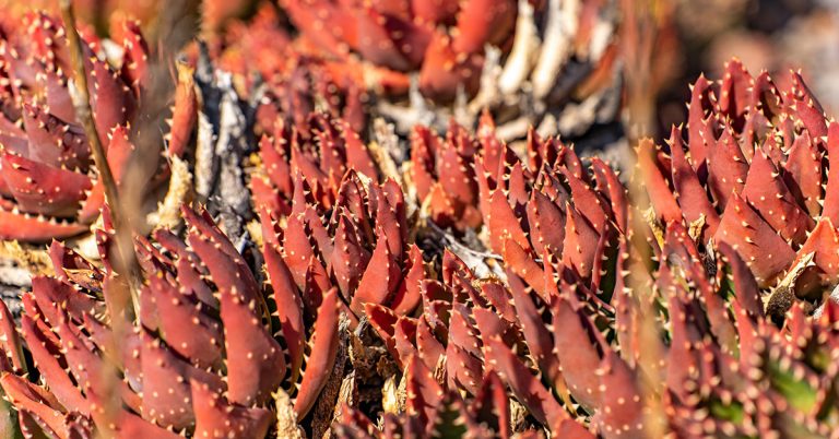 Golden Tooth Aloe Planting, Care, & Propagation Guide - Featured image