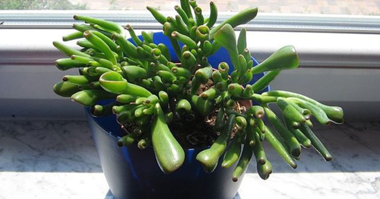 Gollum Jade Planting, Care, & Propagation Guide - Featured image