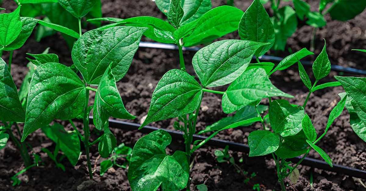Best Fertilizer For Green Beans | When To Feed Green Beans - The Garden ...