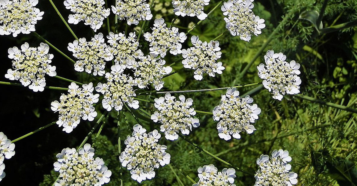 ground elder
