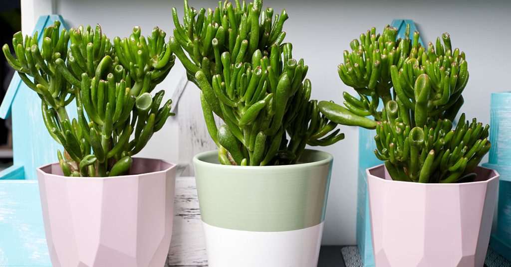 Hobbit Jade Planting, Care, & Propagation Guide The Garden Magazine