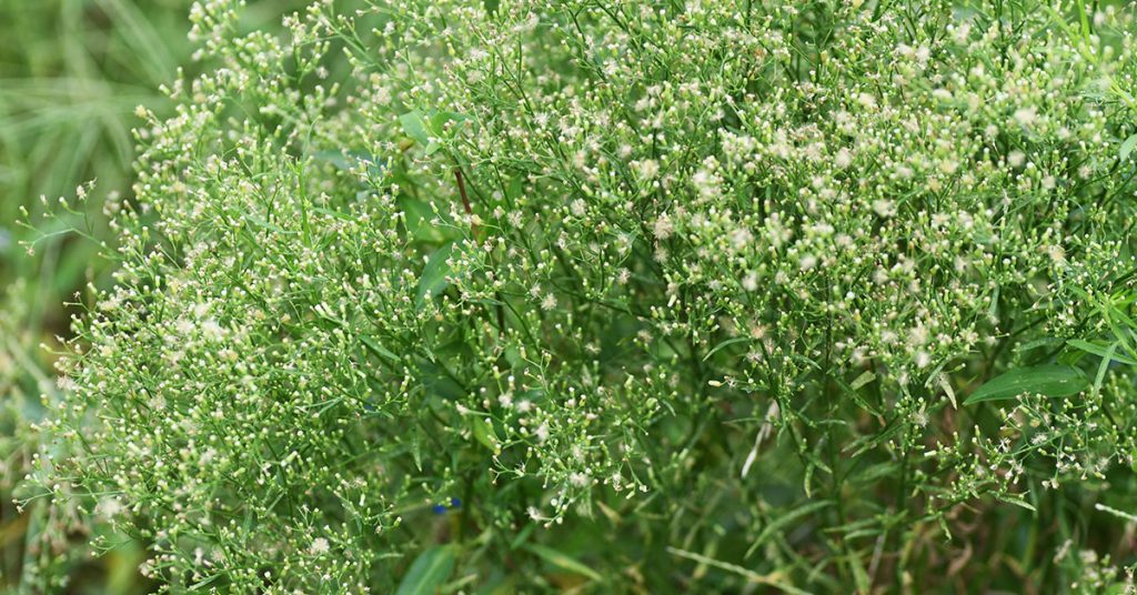 How To Get Rid Of Horseweed The Garden Magazine