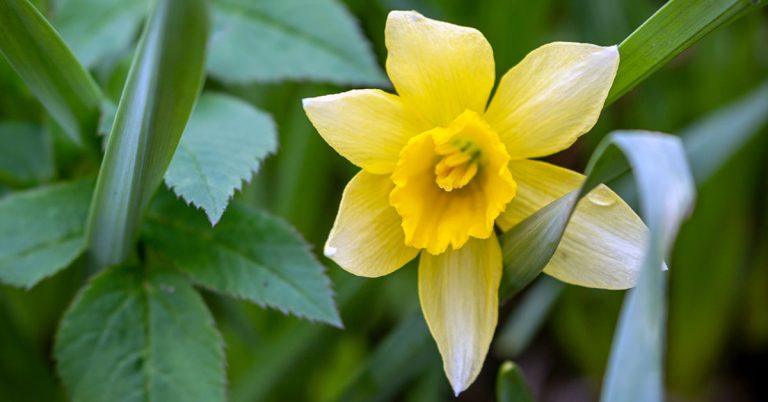 March Birth Flowers: Jonquil And Daffodils - Featured image