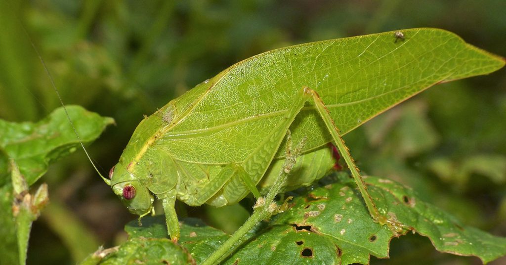 How To Get Rid Of Katydids - Featured image