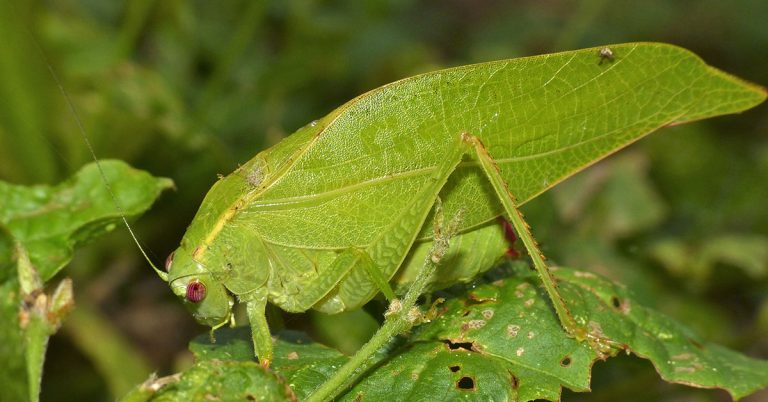 How To Get Rid Of Katydids - Featured image