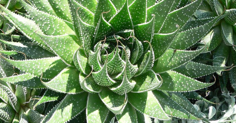 Lace Aloe Planting, Care, & Propagation Guide - Featured image