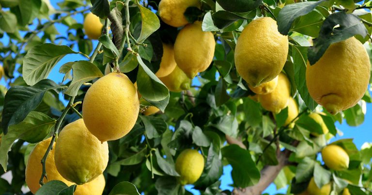 12 Gardening Tips For Growing Big Lemons This Summer - Featured image