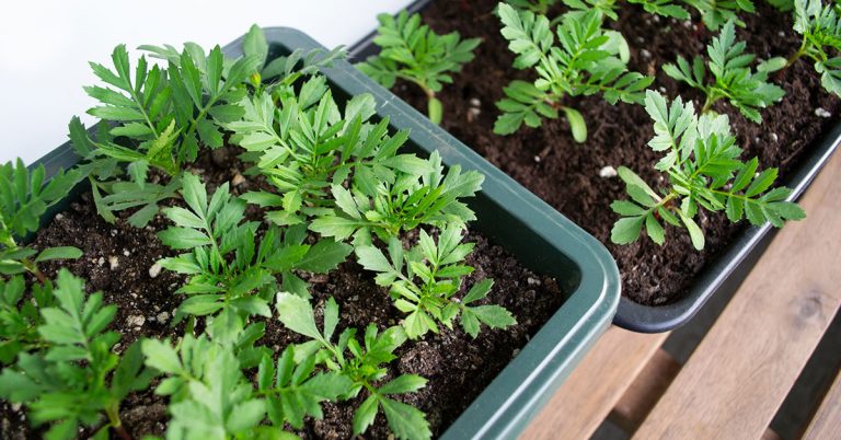 Durango Marigold Planting, Care, & Propagation Guide - Featured image