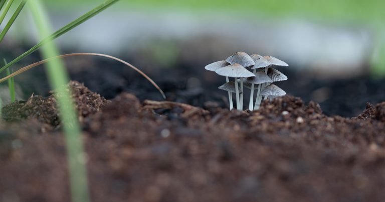 Let Mushrooms Grow in Your Lawn -It’s Actually a Good Thing - Featured image