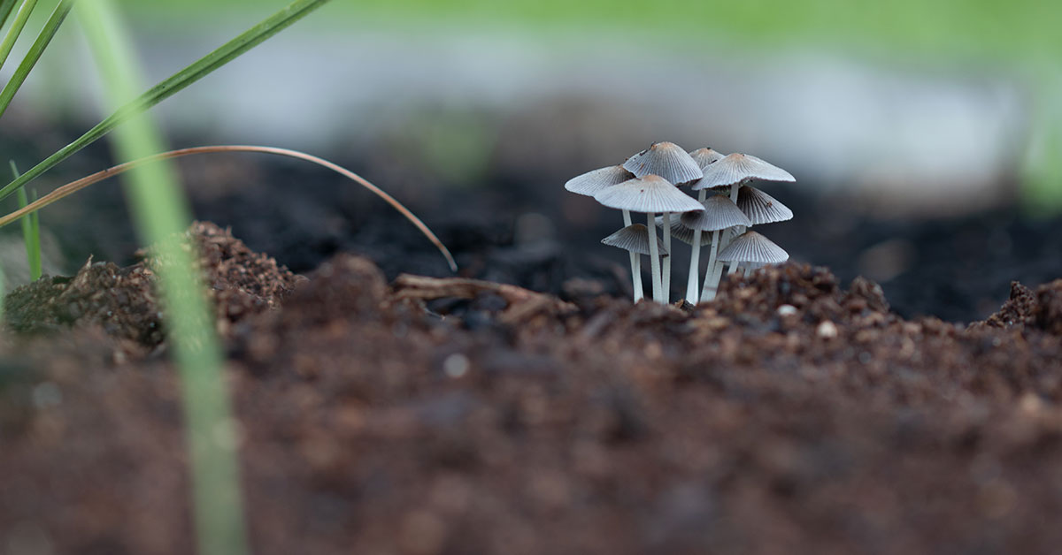 How To get Rid Of Mushrooms In A Flower Bed The Garden Magazine