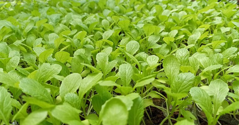 Best Fertilizer For Mustard Greens | When To Feed Mustard Greens - Featured image