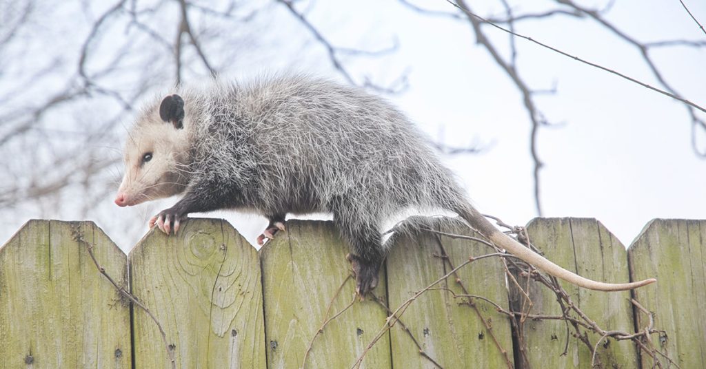 How To Get Rid Of Opossums - Featured image