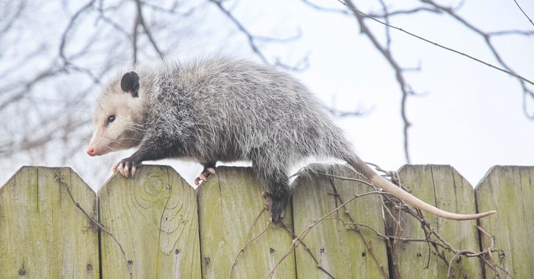 How To Get Rid Of Opossums - Featured image