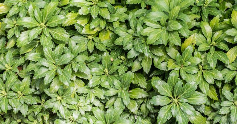 How To Get Rid Of Pachysandra - Featured image