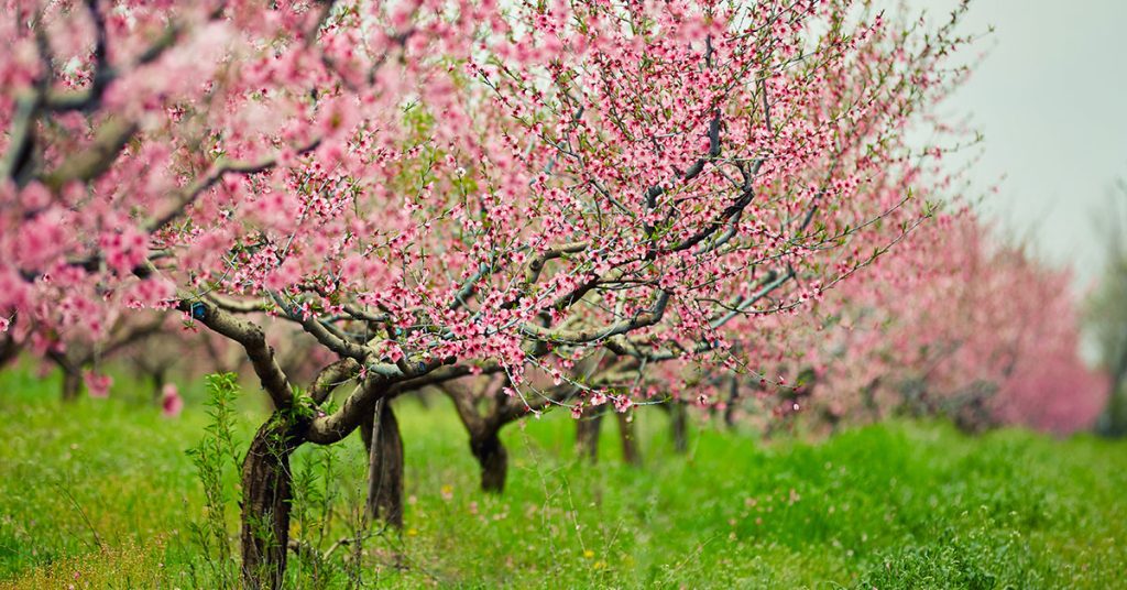 9 Reasons You Need To Prune Heavy Flowering Trees - Featured image
