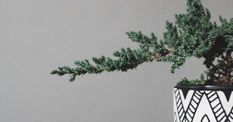 How To Bonsai A Pine Tree - Featured image