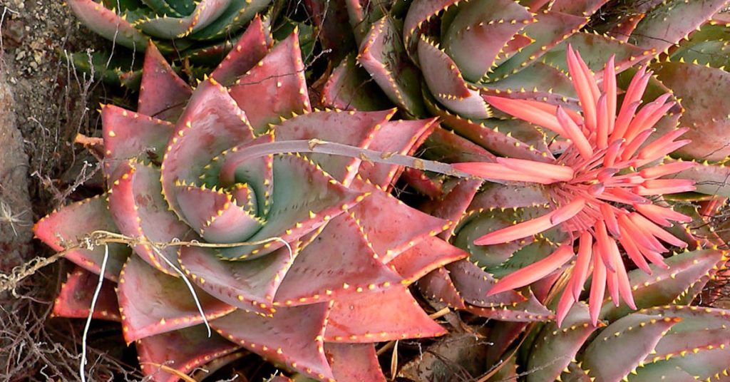 Pink Blush Aloe Planting, Care, & Propagation Guide - Featured image