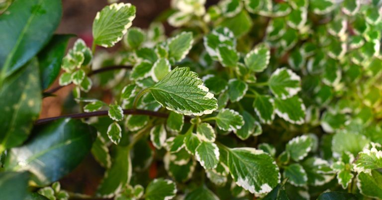 Plectranthus Planting, Care, & Propagation Guide - Featured image
