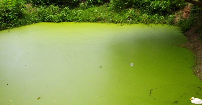 How To Get Rid Of Pond Moss - Featured image