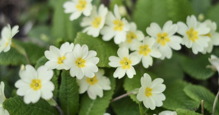 February Birth Flowers: Primrose And Violet - Featured image