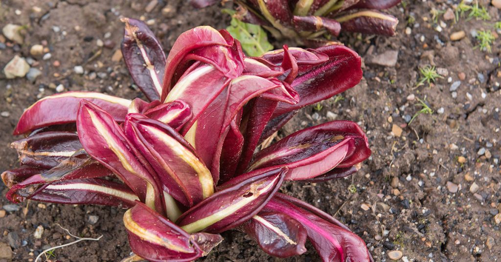 When To plant Radicchio In New Zealand - Featured image
