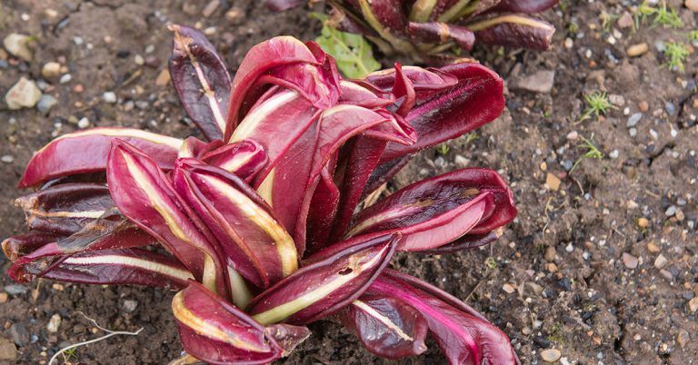 When To plant Radicchio In New Zealand - Featured image