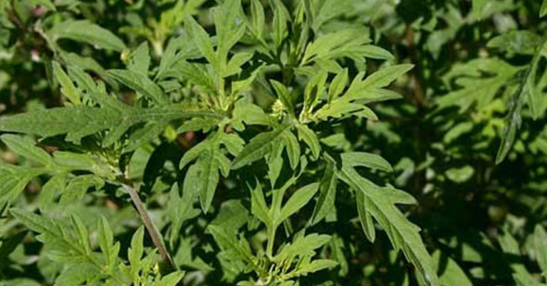 How To Get Rid Of Ragweed In Your Yard - Featured image