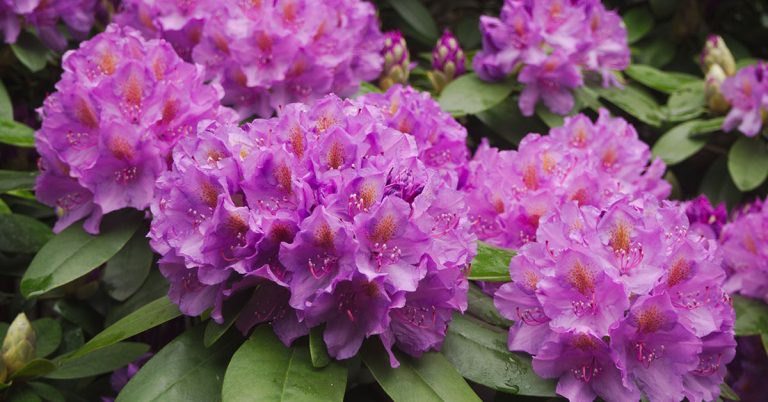 Rhododendron Planting, Care, & Propagation Guide - Featured image