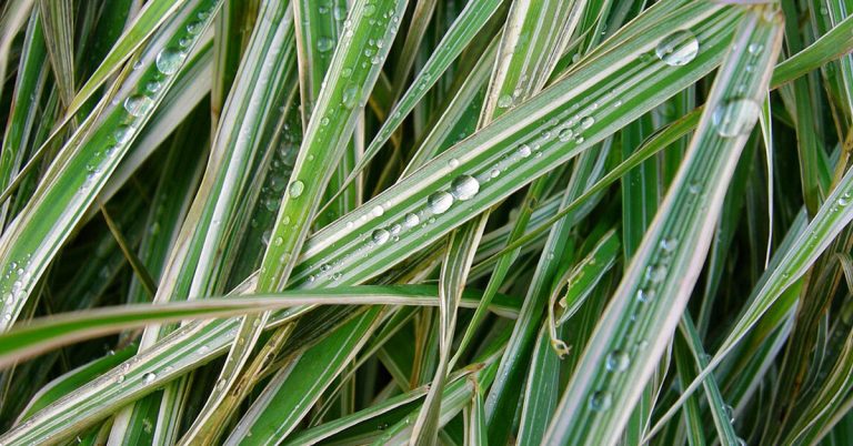 How To Get Rid Of Sedge Grass - Featured image