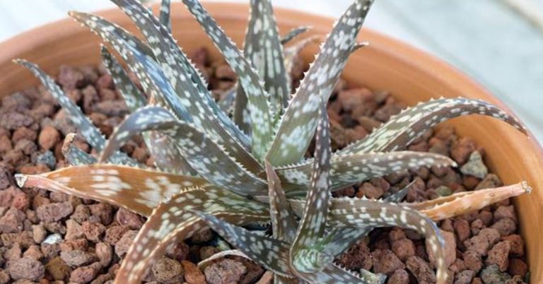 Snowflake Aloe Planting, Care, & Propagation Guide - Featured image