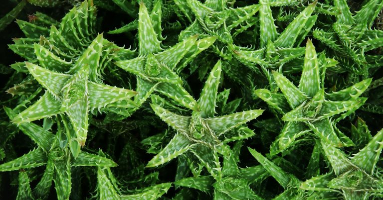 Tiger Tooth Aloe Planting, Care, & Propagation Guide - Featured image