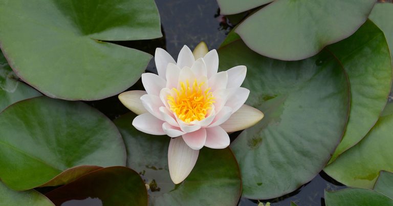 How To Prepare Your Garden For Aquatic Plants Next Year - Featured image