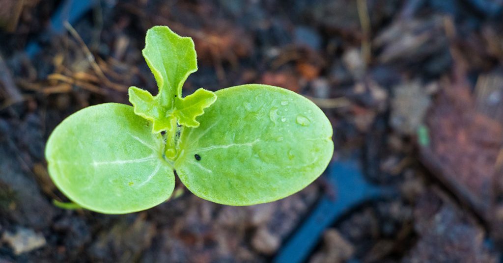 watermelon seedling