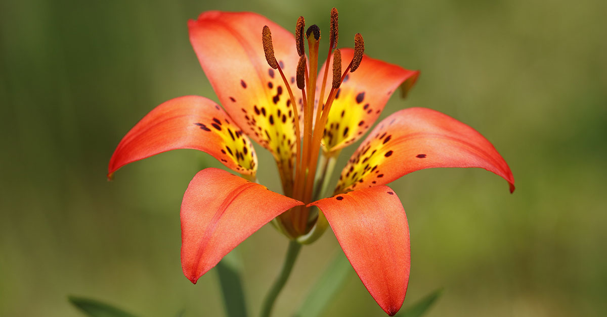 wood lily