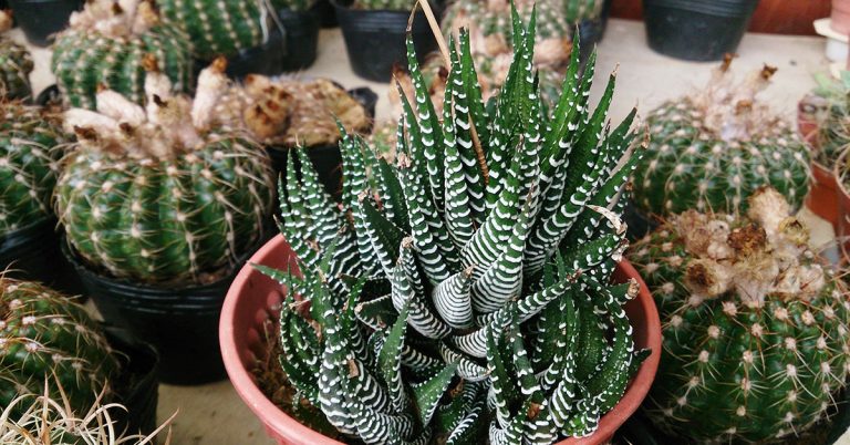 Move These 12 Plants Inside Before Fall - Featured image