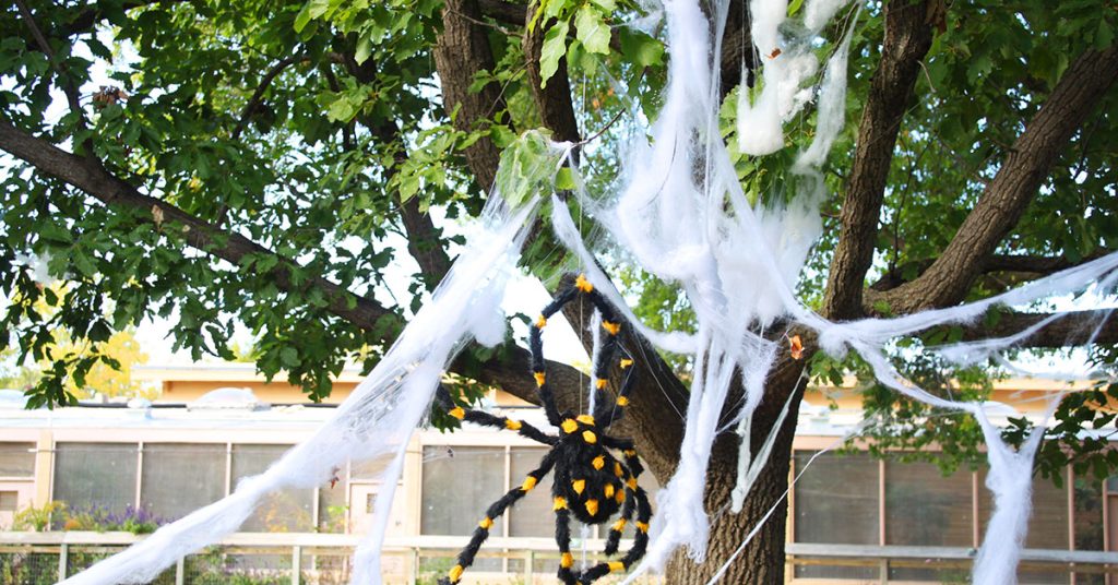 Fake Halloween Spider Webs Kill Wildlife! (Don’t Buy Them) - Featured image