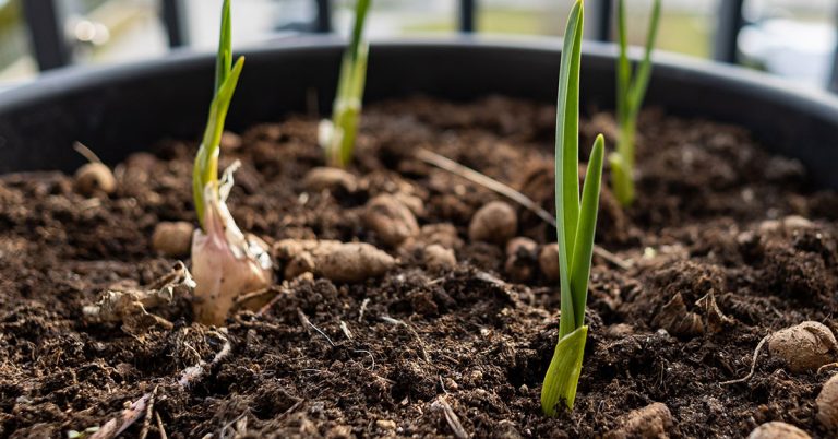 How To Grow Garlic In Pots For Small-Space Gardening - Featured image