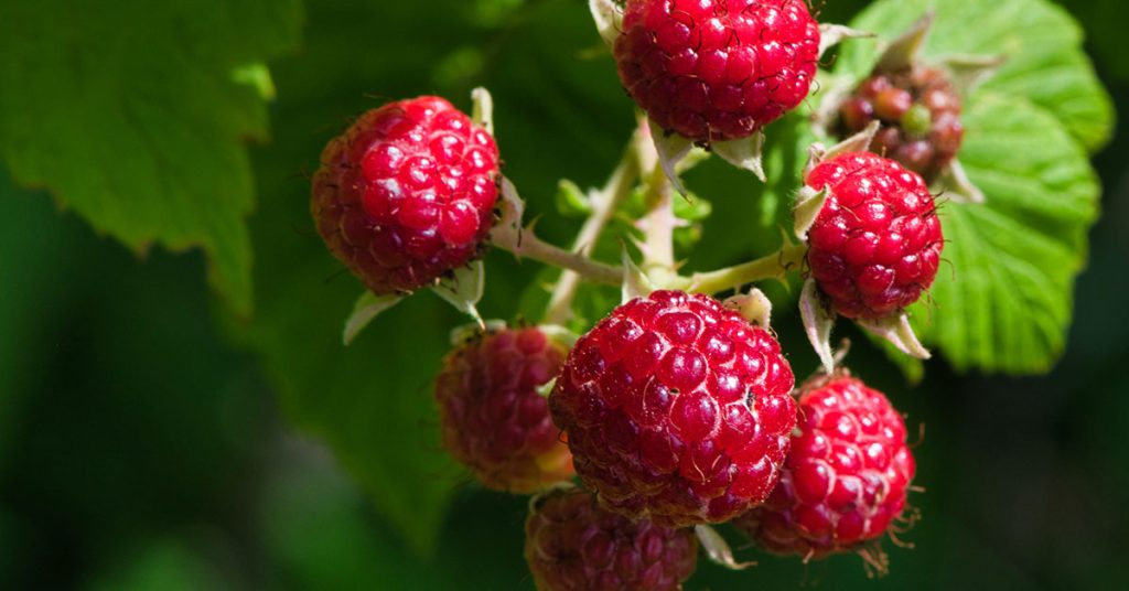 raspberries