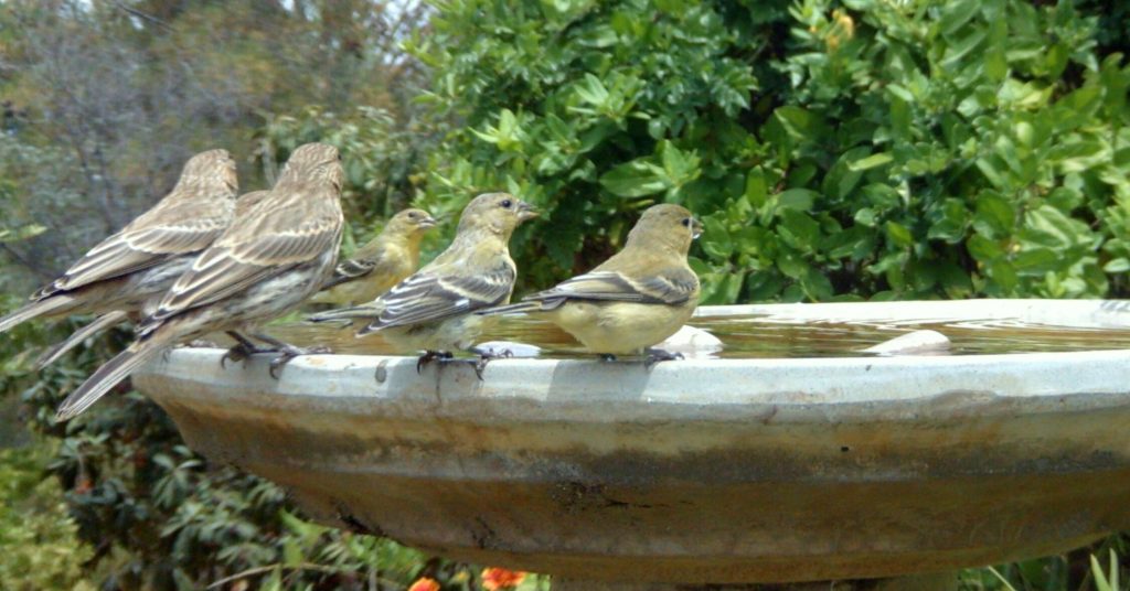 birds at a bird bath