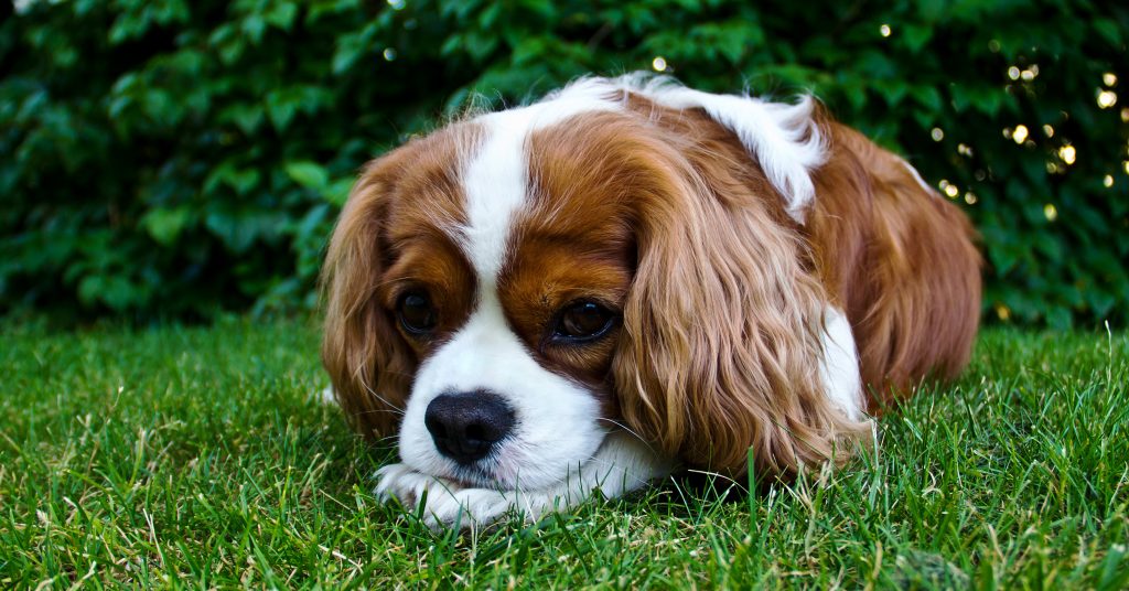 dog laying in grass