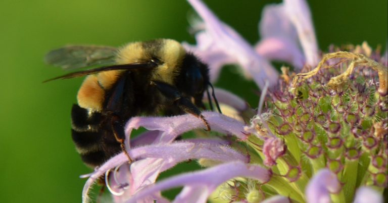 What You Can Do To Save The Endangered Rusty Patched Bumble Bee - Featured image