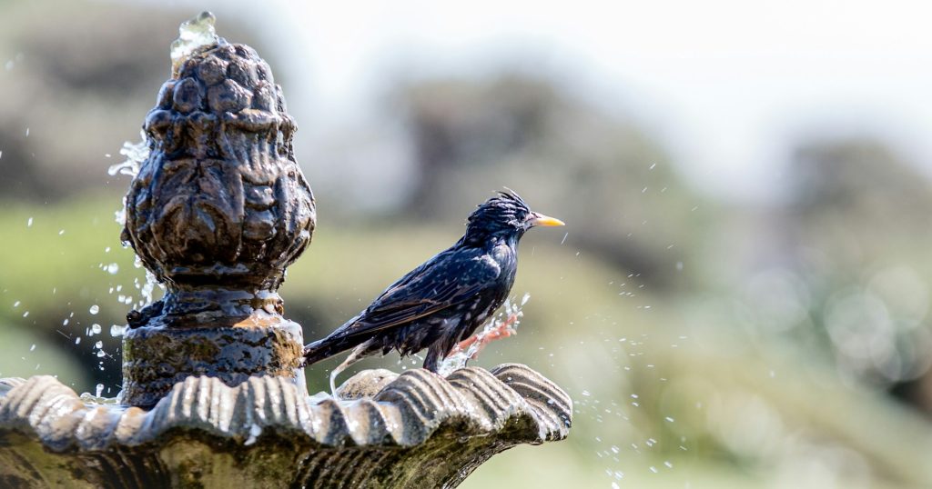 5 Ways Your Bird Bath Could Be Killing Wild Birds - Featured image