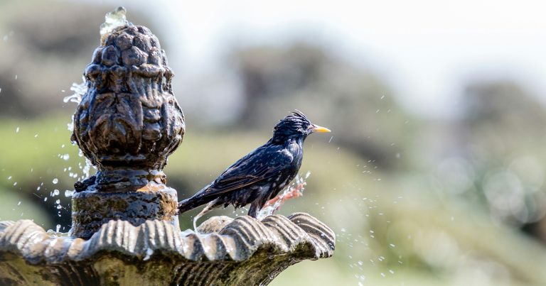 5 Ways Your Bird Bath Could Be Killing Wild Birds - Featured image