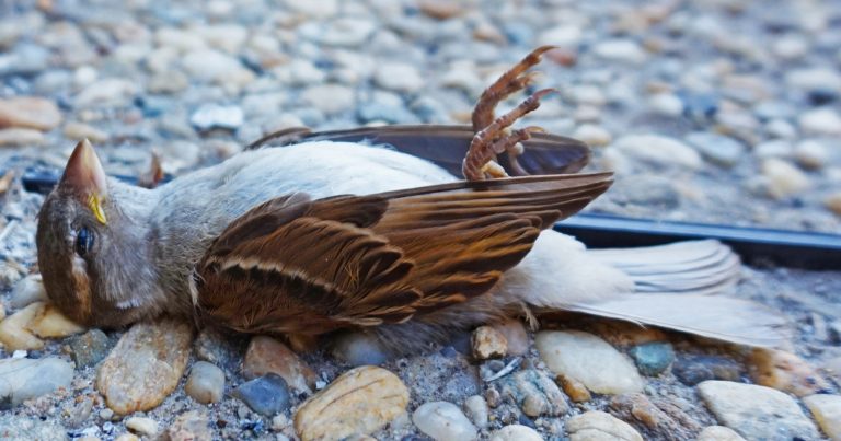 10 “Miracle” Garden Hacks That Actually Do More Harm Than Good - Featured image