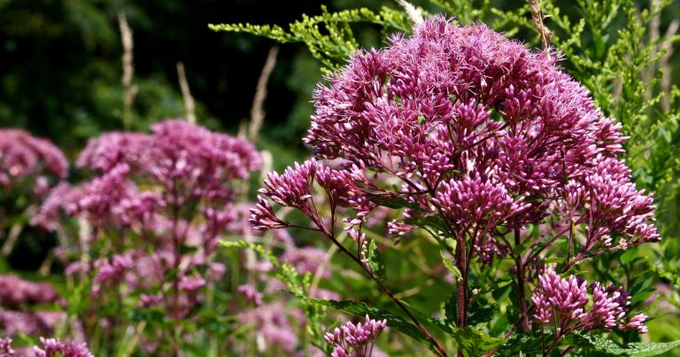 How To Help Bees Prepare For Winter By Planting These 11 Late Blooming Flowers - Featured image