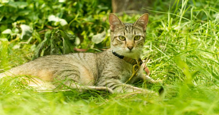 Cat Owners Beware! These 10 Plants Are Toxic To Cats - Featured image
